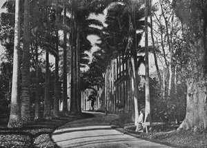 النخيل الملفوف في حدائق بيرادنيا ، c1890 ، 1910 بواسطة لوحة ألفريد ويليام أماندوس