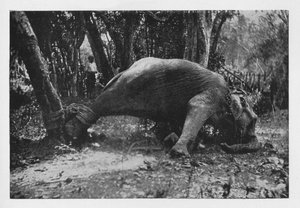 الفيل Kraaling في سيلان - Noosed ، c1890 ، 1910 بواسطة لوحة ألفريد ويليام أماندوس