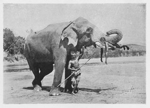 الفيل ماليغاوا والماهوت ، c1890 ، 1910 بواسطة لوحة ألفريد ويليام أماندوس