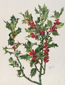 هولي ، رسم توضيحي من Encyclopédie Artistique et Documentaire de la Plante ، نُشر في باريس ، 1904-1904 chromolitho