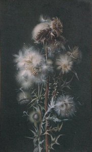 Thistledown (ألوان مائية على ورق) بواسطة أليس غراي