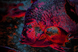 الأصابع، 2018 (صورة فوتوغرافية معاد رسمها باليد)