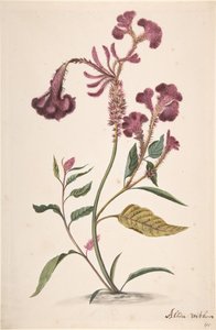 دراسة من Hanekam Celosia argentea ، بدون تاريخ. بواسطة أليدا ويثوس