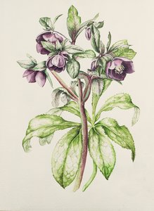 Helleborus Orientalis من Helen Ballard (زهور أرجوانية داكنة)