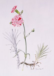 مجموعة متنوعة من Dianthus ، 1997 (مرحاض على ورق) بواسطة أليسون كوبر