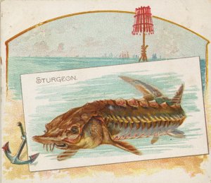 سمك الحفش ، من الأسماك من سلسلة American Waters N39 لـ Allen & Ginter Cigarettes ، 1889.