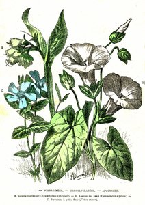 Borraginees، Convolvulacees، Apocynees: الخلق الطبيعي والكائنات الحية. رسم أ. ديمارل. 1885 بواسطة ألفونس ديمارلي