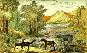عصور ما قبل التاريخ – فترة الإيوسين: من اليمين إلى اليسار: Paloeotherium، Anoplotherium، Xiphodonts وطيور التنتالوس. الخلق الطبيعي والكائنات الحية. رسم أ. ديمارل. 1885