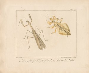 فرس النبي والحشرة الورقية (نقش على لوح نحاسي ملون يدوياً)