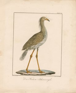 السيريما ذات الأرجل الحمراء (مطبوعة حجرية ملونة باليد)