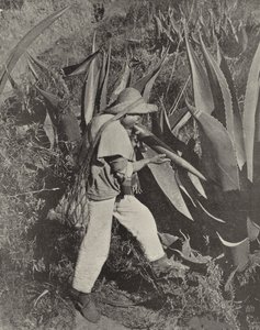 جامع Pulque المكسيكي (صورة بالأبيض والأسود) بواسطة المصور الأمريكي (بعد)
