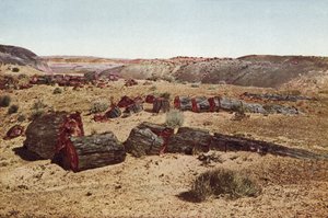 غابة متحجرة ، أريزونا (صورة ملونة) بواسطة مصور أمريكي