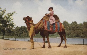 ركوب الجمل، حديقة الحيوان في نيويورك (صورة) بواسطة مصور أمريكي