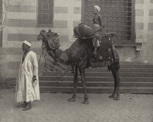 توم توم المصري بواسطة مصور أمريكي