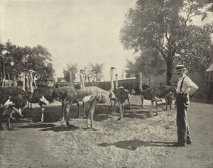 النعام بواسطة مصور أمريكي