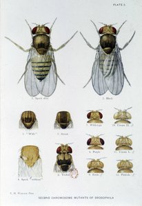 Abeilles - في "" مساهمات في علم الوراثة من drosophila melanogaster "، توماس هـ.مورغان بواسطة المدرسة الأمريكية