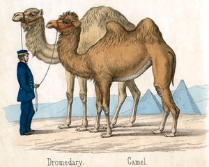 طبعة قديمة لجمل وسروال بواسطة المدرسة الأمريكية