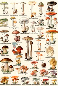 Edible and Poisonous Mushrooms بواسطة المدرسة الأمريكية