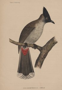 Ixos Haemorrhous (Gmelin) بواسطة المدرسة الأمريكية