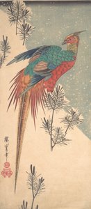 الدراج الذهبي وبراعم الصنوبر في الثلج ، كاليفورنيا. 1835. ، كاليفورنيا. 1835. بواسطة أندو هيروشيغه