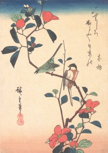 عين بيضاء يابانية و Titmouse على فرع كاميليا ، كاليفورنيا. 1840. ، كاليفورنيا. 1840. بواسطة أندو هيروشيغه