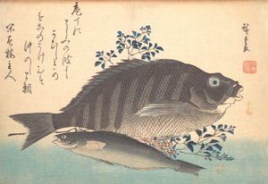 Shimadai و Ainame Fish ، من سلسلة Uozukushi Every Variety of Fish ، أربعينيات القرن التاسع عشر ، أربعينيات القرن التاسع عشر. بواسطة أندو هيروشيغه
