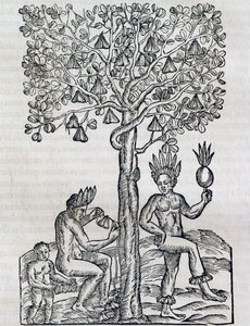 فاكهة نانا ، نبات طبي استوائي ، نقش من يونيفرسال كوزمولوجي ، بقلم أندريه تيفيت (1504-1592) ، باريس بواسطة أندريه ثيفت