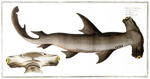 قرش المطرقة (Fish Balance) ، نشر من قبل Black ، c.1790 (طباعة)