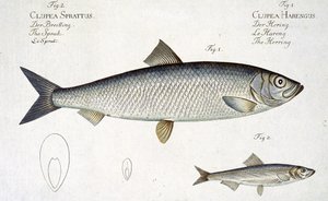 لوحة الرنجة (Clupea Harengus) (الشكل 1) و Sprat (Clupea Sprattus) XXIX من "Ichthyologie، ou histoire naturelle generale et particuliere des poissons" ، بقلم ماركوس إليسر بلوخ (1723-1999) ، محفورة