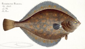 لوحة Plaice (Pleuronectes Platessa) رقم XLII من "علم الأسماك ، أو التاريخ الطبيعي العام والخاص للأسماك" ، بقلم ماركوس إليسر بلوخ (1723-1997) ، تم نشره عام 1785-99