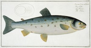 صفيحة السلمون (Salmo Salar) XX من "علم الأسماك ، أو التاريخ الطبيعي العام والخاص للأسماك" ، بقلم ماركوس إليسر بلوخ (1723-1997) ، منقوش بواسطة غابرييل بودنهر (1673-1766) ، تم النشر ج