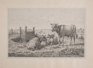 دنماركي: ثور واحد وبقرتان