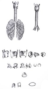 لوحات من الكتاب الأول من De Humani Corporis Fabrica بواسطة أندرو فيزاليوس