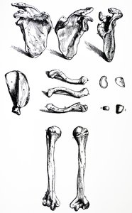 لوحات من الكتاب الأول من De Humani Corporis Fabrica بواسطة أندرو فيزاليوس