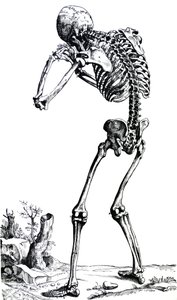 لوحات من الكتاب الأول من De Humani Corporis Fabrica بواسطة أندرو فيزاليوس