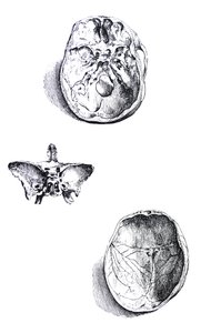 لوحات من الكتاب الأول من De Humani Corporis Fabrica بواسطة أندرو فيزاليوس