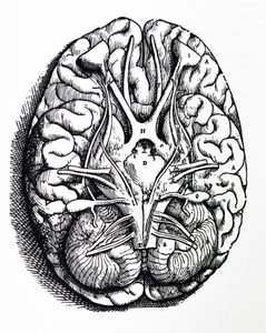 لوحات من الكتاب الرابع لـ De Humani Corporis Fabrica