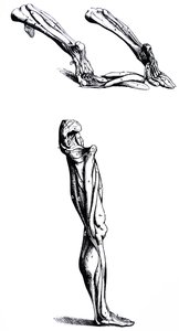لوحات من الكتاب الثاني من De Humani Corporis Fabrica بواسطة أندرو فيزاليوس
