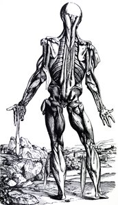 لوحات من الكتاب الثاني من De Humani Corporis Fabrica بواسطة أندرو فيزاليوس
