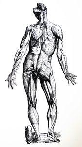 لوحات من الكتاب السابع من De Humani Corporis Fabrica بواسطة أندرو فيزاليوس