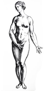لوحات من الكتاب السابع من De Humani Corporis Fabrica بواسطة أندرو فيزاليوس