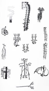 لوحات من الكتاب الثالث من De Humani Corporis Fabrica بواسطة أندرو فيزاليوس