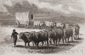 قيادة الثيران عبر سهول أمريكا الكبرى عام 1867 ، صورة توضيحية من "العالم في الأيادي" ، نُشر عام 1878