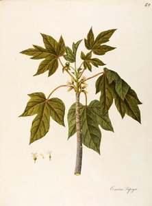 البابايا (Carica papaya) ، Caricaceae ، شجرة دفيئة دافئة بأوراق ثابتة ، مزروعة لثمارها ، موطنها أمريكا الاستوائية ، ألوان مائية بواسطة أنجيلا روسي بوتيوني