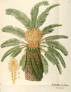 نخيل الساغو (Cycas revoluta Thunb) ، Cycadaceae بواسطة أنجيلا روسي بوتوني ، ألوان مائية بواسطة أنجيلا روسي بوتيوني