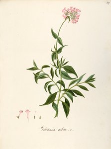 Valerianaceae ، حشيشة الهر الأحمر (Centranthus ruber) ، نبات عشبي معمر لأسرة الزهور أو الحدائق الصخرية ، تلقائيًا في إيطاليا ، بقلم أنجيلا روسي بوتوني وزملائه ، ألوان مائية بواسطة أنجيلا روسي بوتيوني