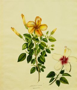دراسات الكركديه ، الألوة ، وآخرون ، ج .1840
