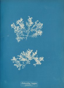 Achnanthes longipes. طفيلي ، كاليفورنيا. 1853. بواسطة آنا أتكينز