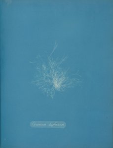 سيراميك شفاف ، كاليفورنيا. 1853 بواسطة آنا أتكينز