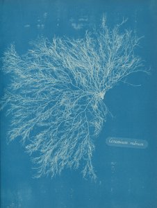 السيراميك الأحمر ، كاليفورنيا. 1853 بواسطة آنا أتكينز